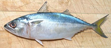 Bangda (Indian Mackerel)