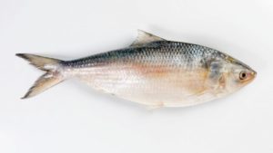 Hilsa