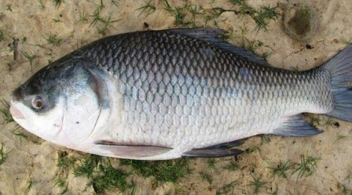 Katla (Indian Carp or Bengal Carp)