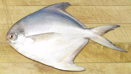 Pomfret