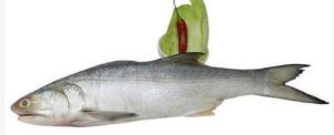 Rawas (Indian Salmon)