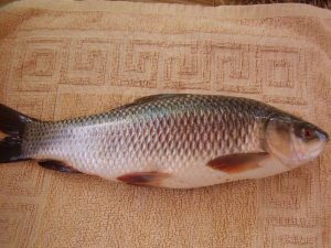 Rohu (Rohu or Carpo Fish)