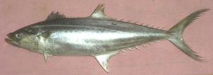 Surmai (King Fish Seer Fish)